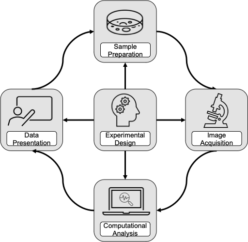 Image shows the imaging experiment workflow - experimental design, sample preparation, image acquisition, computational analysis and data presentation.